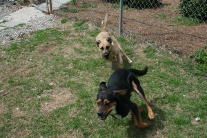 Playing Chase. Tess is gaining on him!