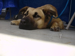 Sweet sad Tess, patiently awaiting her new family to come and find her